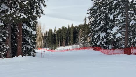 Tilt-up-shot-revealing-a-small-easy-ski-path-guided-by-a-orange-mesh-fence-surrounded-by-large-snow-covered-pine-trees-in-the-Rocky-Mountains-of-Utah-on-a-sunny-winter-day