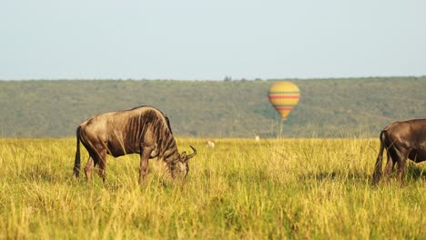 Hot-Air-Balloon-Flight-Ride,-Flying-Over-Wildlife-and-Safari-Animals-with-Wildebeest-on-the-Savanna-and-Plains-at-Sunrise,-Unique-Amazing-Travel-Experience-in-Masai-Mara,-Kenya,-Africa