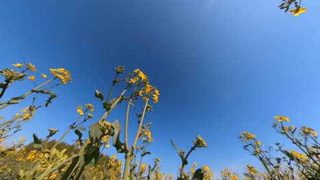 Slow-Motion-Wide-Angle-Shot-Of-Flowering-Yellow-Rapeseeds-on-a-Sunny-Day