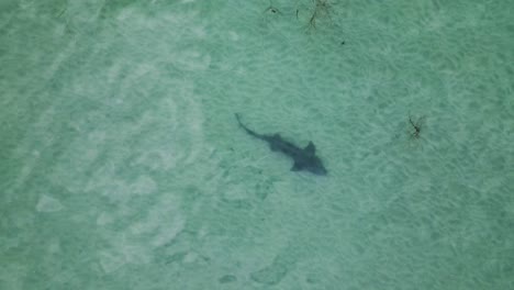 Leopard-shark-swims-hunting-through-shallow-sandy-ocean-waters-in-California