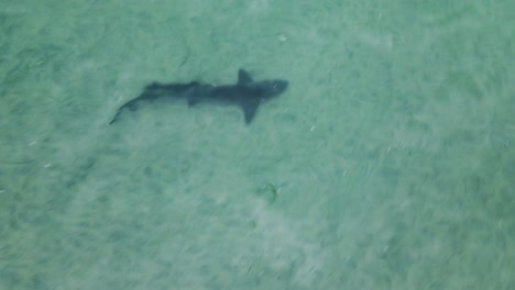 Leopard-shark-swims-calmy-through-clear-water,-drone-top-down-view