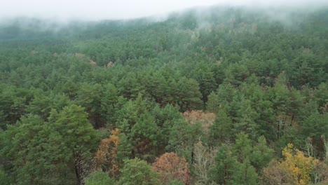 Nebel-über-Dem-Wald