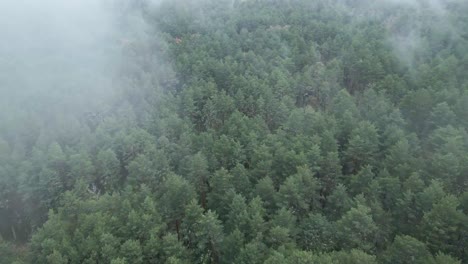 Nebel-über-Dem-Wald
