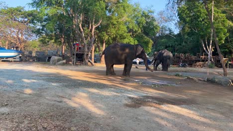 Elefantes-En-El-Santuario-De-La-Verdad,-Atracción-Turística-Popular-En-Pattaya,-Chonburi-En-Tailandia-Durante-El-Día