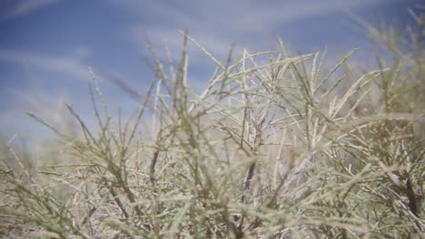 Nahaufnahme-Von-Pflanzen-In-Der-Wüste-Mit-Blauem-Himmel-Und-Dünnen-Wolken