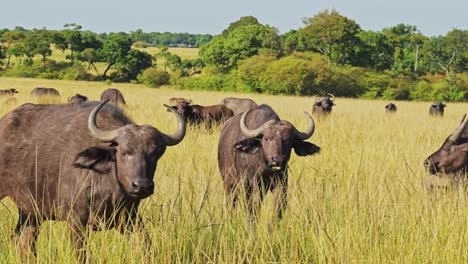 Slow-Motion-of-African-WIldlife,-Buffalo-Herd-on-Africa-Animal-Safari-in-Maasai-Mara-in-Kenya-at-Masai-Mara-National-Reserve-in-Long-Grass-Grassland,-Steadicam-Tracking-Gimbal-Shot