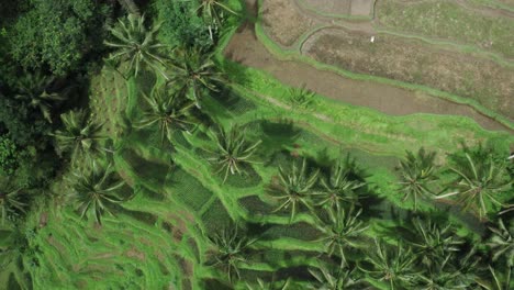 Aerial-top-down-shot-tropical-scenery-with-palm-trees-on-hill-during-sunny-day-on-Bali