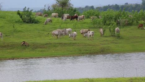 Static-shot-of-herd-of-zebu-and-a-sheep-grazing-on-riverbank
