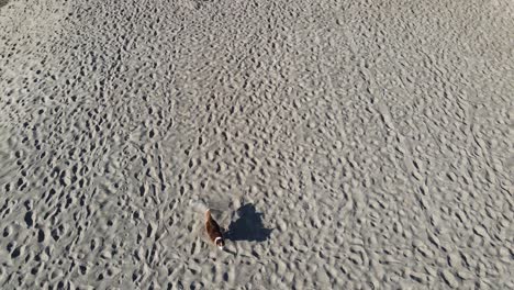 Hund-Läuft-Im-Sand