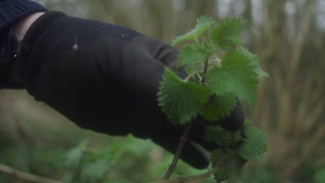 Gloved-hand-picking-nettle-in-woods
