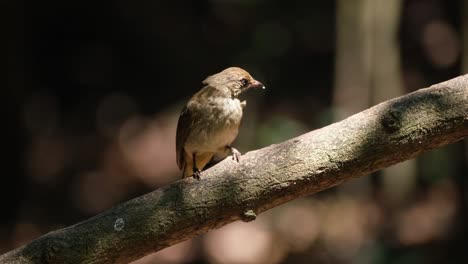 While-perching-on-a-branch-inside-the-National-Park-forest,-a-single-Streak-eared-Bulbul-Pycnonotus-conradi-swoops-down-to-the-lower-right-of-the-frame-to-catch-its-meal