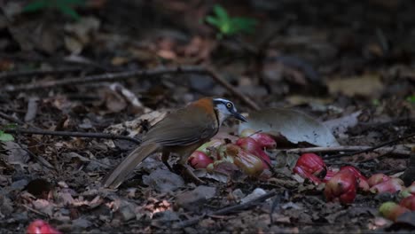 Foraging-in-the-forest-undergrowth,-the-Lesser-Necklaced-Laughingthrush-Garrulax-monileger-is-eating-rotten-watery-rose-apple-fruits