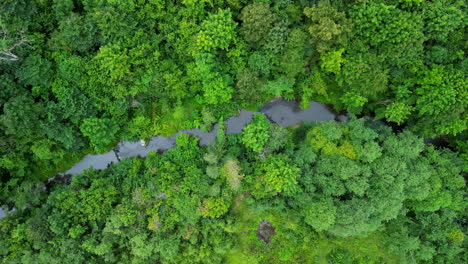 River-and-green-vibrant-forest,-aerial-top-down-view