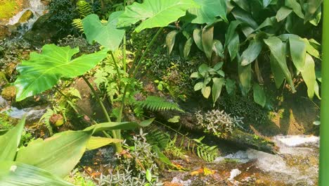 Río-Con-Plantas-Exóticas-En-La-Selva-Tropical-De-América-Del-Sur.