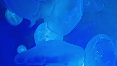 Close-up-shot-of-big-jellyfishes-swimming-or-floating-around-in-a-blue-aquarium