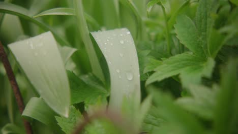 Water-droplets-on-leaves-of-plant-in-garden