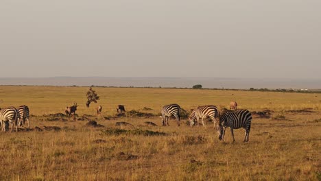 Slow-Motion-of-Africa-Wildlife-Animals,-Zebra-Herd-Grazing-Savannah-in-Africa-on-African-Safari-in-Masai-Mara-in-Kenya-at-Maasai-Mara,-Beautiful-Golden-Hour-Sunrise-Sun-Light,-Panning-Shot