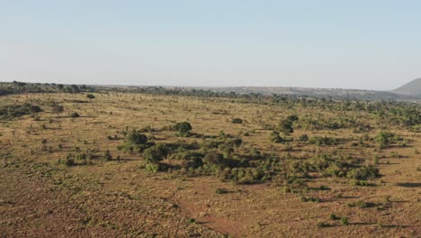 Afrika-Luftdrohnenaufnahme-Der-Maasai-Mara-Landschaft-In-Kenia,-Wunderschöne-Aussicht-Auf-Die-Weite-Afrikanische-Landschaft,-Szene-Hoch-Oben-Beim-Überfliegen-Von-Bäumen-Im-Weitwinkel,-Aufnahme-Einer-Natürlichen-Böschung
