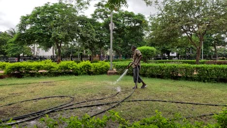 Wide-scene-senior-citizen-gardener-watering-the-garden-with-the-help-of-a-pipe,-this-activity-is-done-daily-which-keeps-the-garden-green