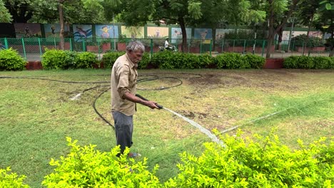 CLOSE-UP-SENIOR-CITIZEN-GARDENER-WATERING-GARDEN-SHRUB-WITH-PVC-PIPE