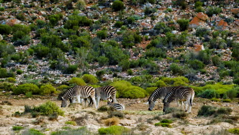 Zebra-harem-feeding-together-in-shrubland,-daytime-tele-shot,-copy-space