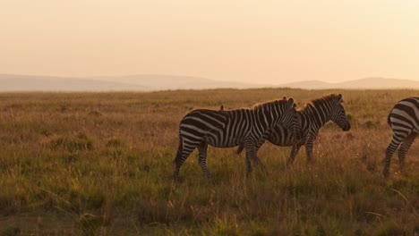Zebra-Herd-Walking,-Africa-Animals-on-Wildlife-Safari-in-Masai-Mara-in-Kenya-at-Maasai-Mara-National-Reserve-in-Beautiful-Golden-Hour-Sunset-Sun-Light,-Steadicam-Tracking-Gimbal-Following-Shot