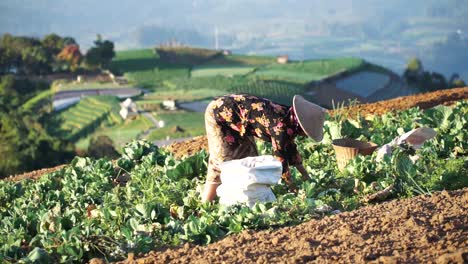Indonesian-woman-picking-fresh-cabbage-in-field