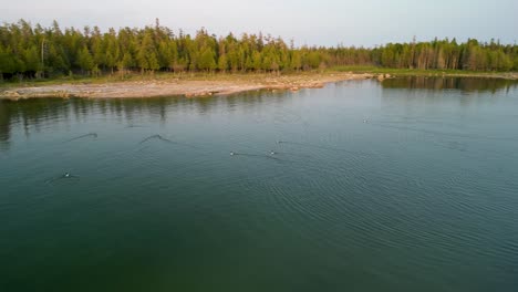Aerial-orbit-of-hunting-Merganser-ducks-in-Lake-Huron,-Michigan