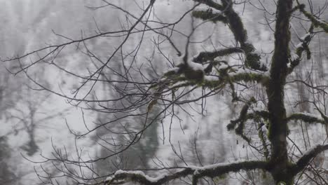 Winterbäume-Mit-Schnee-Bedeckt