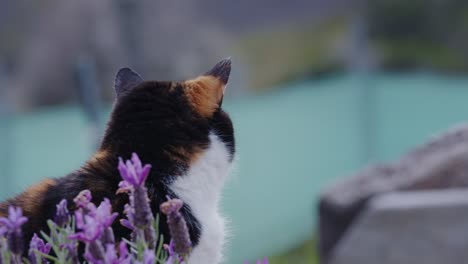 Back-view-of-calico-domestic-cat-in-a-yard
