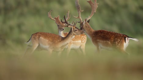 Herd-of-beautiful-young-european-fallow-deer-in-grassland,-tracking