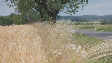 Wheat-and-wildflowers-sway-slowly-in-the-wind