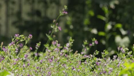 Windgetriebene-Bewegung-Violetter-Luzernenblüten