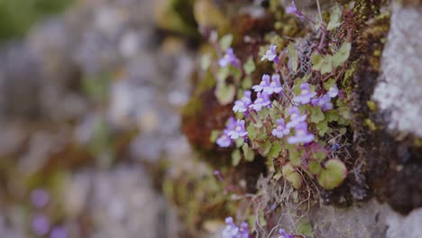 Tiny-purple-forest-flowers-in-close-up-with-text-space-on-left-side