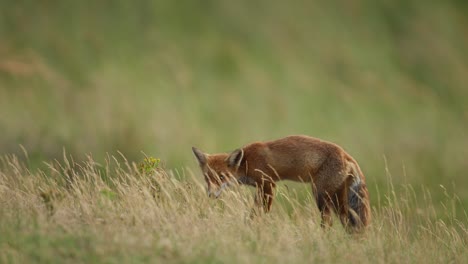 Full-body-view-of-young-european-red-fox-shaking-mouth-eating-and-foraging-in-grassland