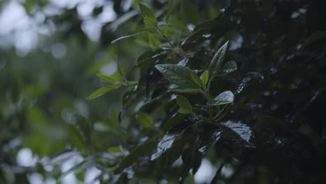Dark-rainy-weather-in-garden,-closeup-on-bush-leaves
