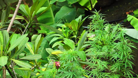 Broad-sharp-leaf-tropical-plants-marijuana,-early-morning-dew,-thailand
