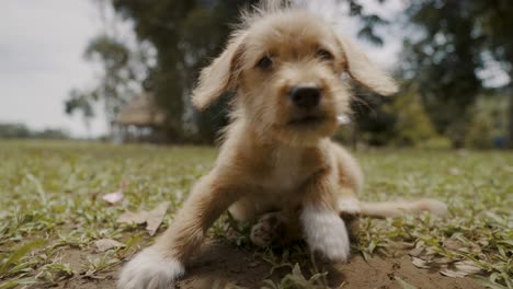 Poogle-Dog-Pet-Sitting-On-Grass-At-The-Local-Village-Near-Ecuador-Amazon