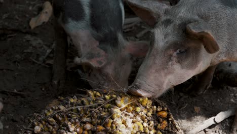 Cerdos-Domésticos-Comiendo-Frutos-De-árboles-De-Palma-De-Aceite-En-Una-Aldea-Local-De-Ecuador-Amazon