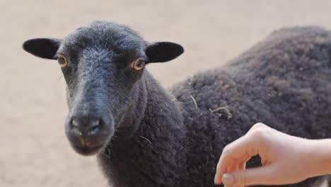 Person-petting-beautiful-black-sheep,-close-up-view