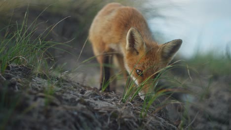 Telephoto-view-of-young-fox-foraging-on-sandy-hillside,-close-up,-ears-perked-watchful