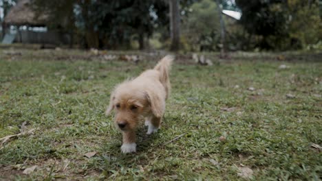 Puppy-Pet-Dog-Walking-On-The-Green-Grass-Ground-In-Rural-Village-In-Ecuador