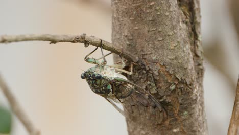 Face-and-Eyes-of-Robust-Cicada-Hanging-Upside-Down-on-Twig-And-Make-Noise-Sound---macro-closeup
