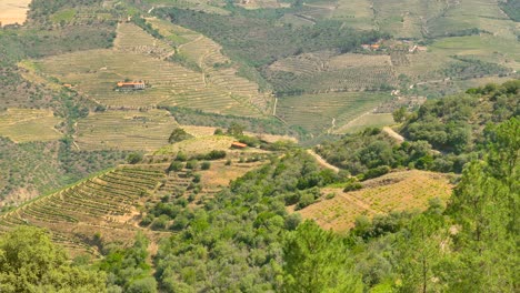Weinbau-Terrassenweinberg-In-Douro-Portugal
