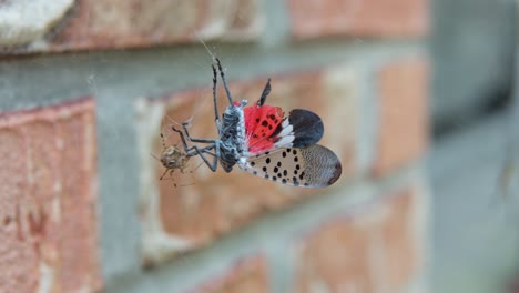 Spotted-Lanternfly-Planthopper-Stuck-in-Spider's-Web-by-the-Brick-Wall---Macro