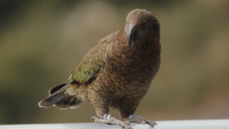 Pájaro-Kea-Posado-Y-Luego-Vuela-En-El-Parque-Nacional-Fiordland,-Nueva-Zelanda