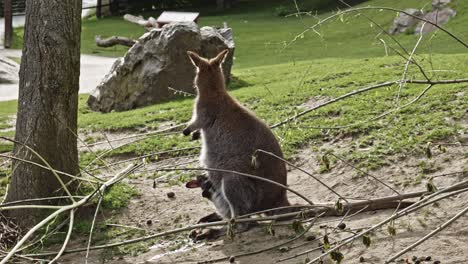 Känguru-Mutter-Mit-Ihrem-Kalb-Im-Beutel,-Die-Rinde-Von-Einem-Stock-Frisst