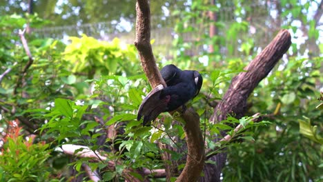 A-curious-trumpeter-hornbill,-bycanistes-bucinator-with-distinctive-casque-on-the-bill,-perching-on-tree-branch-surrounded-by-dense-green-vegetations,-wondering-around-the-enclosed-environment