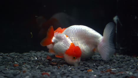 Two-lionhead-goldfish,-carassius-auratus-auratus-with-bumpy-head,-swimming-at-the-bottom-of-the-aquarium-tank-against-dark-background