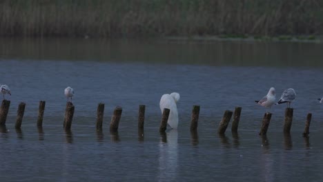 Duck,-White-Heron-and-Gulls-on-the-remains-of-broken-Pier